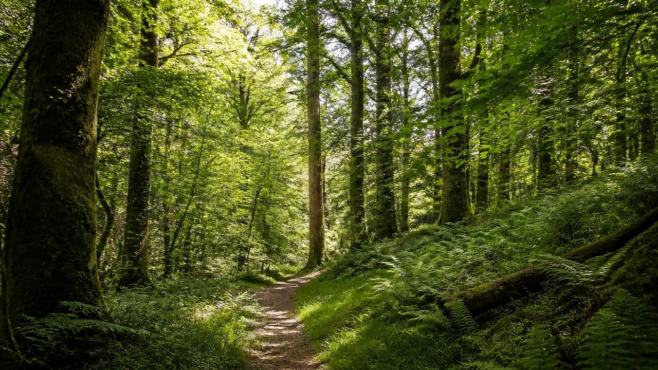 Sunlit path through the ancient Wyre Forest